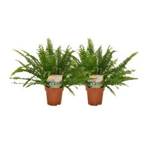 Nephrolepis krulvaren – weelderige varen met golvende fronden – 2 stuks, pot 12 cm, ±30 cm