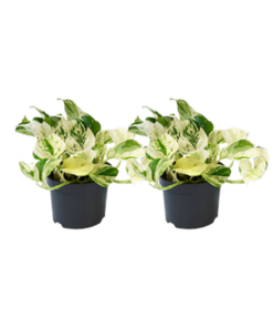 Epipremnum 'Happy Leaf' – luchtige kamerplant – 2 stuks, pot 12 cm, ±12 cm