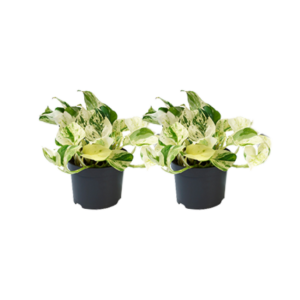 Epipremnum 'Happy Leaf' – bonte hangplant met hartvormig blad – 2 stuks, pot 12 cm, ±12 cm
