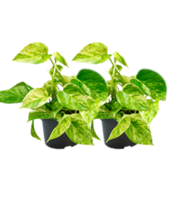 Epipremnum Marble Queen – sierlijke kamerplant – 2 stuks, ±15 cm