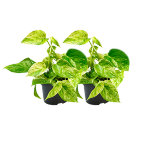 Epipremnum Marble Queen – marmerkleurige hangplant met wit-groen blad – 2 stuks, ±15 cm
