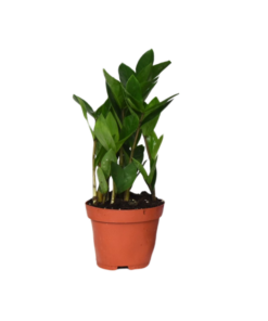 Zamioculcas – nauwelijks te doden kamerplant – ±12 cm