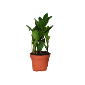 Zamioculcas – vrijwel onverwoestbare kamerplant – ±12 cm