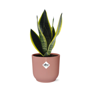Sansevieria Futura Superba in roze Elho Vibes Fold pot – inclusief – ±14 cm