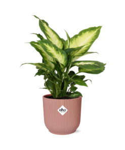 Dieffenbachia 'Camilla' – bontbladig kamerplant – ±14 cm