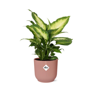 Dieffenbachia 'Camilla' – bontbladig met roomwit gevlekt blad – ±14 cm