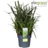 Japans varkensgras (Carex morrowii 'Ice Dance') – siergraspol – ±19 cm