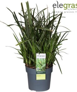 Japans varkensgras (Carex morrowii 'Ice Dance') – siergraspol – ±19 cm