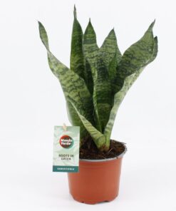 Vrouwentong (Sansevieria 'Black Coral') – donkergroene kamerplant – ±12 cm