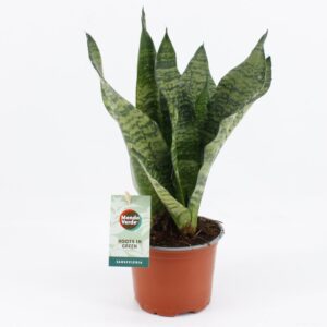Vrouwentong (Sansevieria 'Black Coral') – onverslaanbaar – ±12 cm