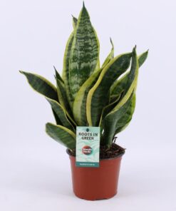 Sansevieria Futura Superba – robuuste kamerplant met gemarmerd blad – ±12 cm