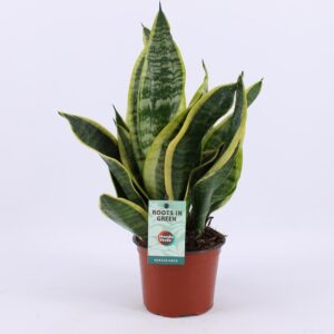 Sansevieria Futura Superba – robuuste kamerplant met gemarmerd blad – ±12 cm