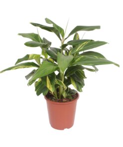 Alpinia Zerumbet Variegata – tropische kamerplant – ±27 cm