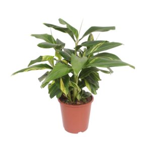 Bonte schelpgember (Alpinia zerumbet 'Variegata') – tropische – ±27 cm