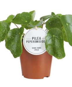 Pilea Sugar – compacte kamerplant met opvallend bont blad – ±13 cm