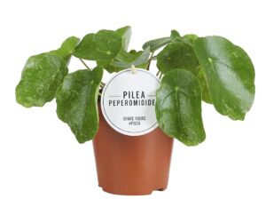 Pilea Sugar – compacte kamerplant met bont blad – ±13 cm