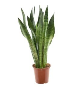 Sansevieria Zeylanica – robuuste kamerplant met sierlijk getekend blad – ±17 cm