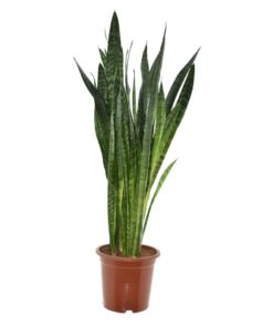 Sansevieria Zeylanica – luie kamerplant met opvallend gestreept blad – ±27 cm