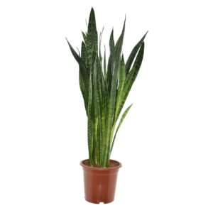 Sansevieria Zeylanica – robuuste kamerplant met gestreept blad – ±27 cm