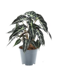 Alocasia Bambino Arrow – compacte kamerplant – ±14 cm