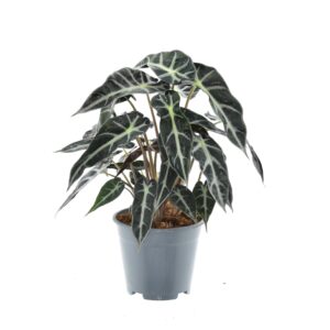 Alocasia Bambino Arrow – compacte tropische kamerplant – ±14 cm