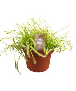 Kaapse zonnedauw (Drosera capensis) – vleesetende kamerplant – ±12 cm