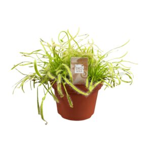 Kaapse zonnedauw (Drosera capensis) – vleesetende kamerplant – ±12 cm