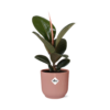 Ficus Elastica 'Robusta' – robuuste kamerplant – ±14 cm