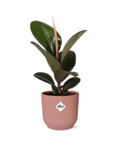 Ficus Elastica 'Robusta' – robuuste kamerplant – ±14 cm