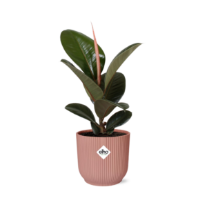 Ficus Elastica 'Robusta' – rubberboom – makkelijke kamerplant – ±14 cm