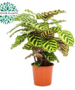 Calathea Makoyana – kamerplant met schilderachtig bladpatroon – ±17 cm