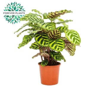 Calathea Makoyana – schilderachtig bladpatroon – ±17 cm