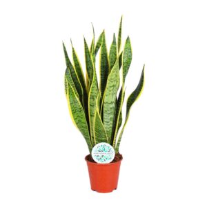 Vrouwentong (Sansevieria trifasciata 'Laurentii') – taaie kamerplant – ±14 cm