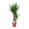 Yucca kamerplant – sculpturaal accent met zwaardvormig blad – ±17 cm