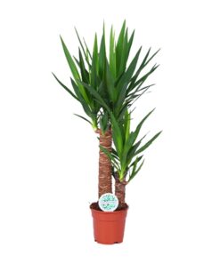 Yucca kamerplant – sculpturaal accent met zwaardvormig blad – ±17 cm