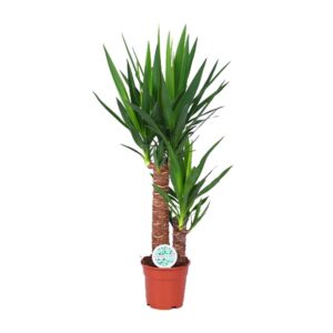 Yucca kamerplant – droogtetolerante met zwaardvormig blad – ±17 cm