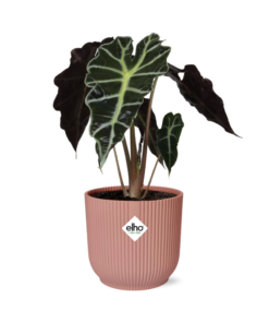 Alocasia 'Polly' in roze Elho Vibes Fold pot – tropisch olifantsoor – ±14 cm