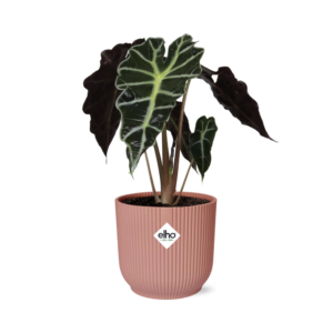 Alocasia 'Polly' in roze Elho Vibes Fold pot – tropisch olifantsoor – ±14 cm