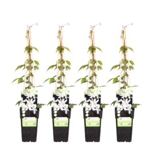 4X - Clematis Montana 'Grandiflora' - ↨65Cm - Ø15