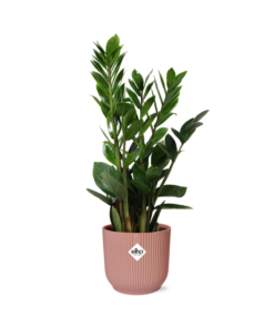 Zamioculcas (ZZ-plant) – vrijwel onverwoestbare kamerplant – ±14 cm