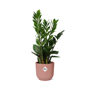 Zamioculcas (ZZ-plant) – vrijwel onverwoestbare kamerplant – ±14 cm
