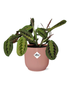 Maranta Gebedsplant 'Fascinator' Tricolor – kamerplant – ±14 cm
