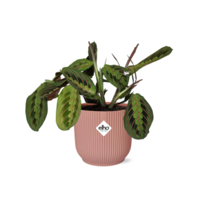 Maranta Gebedsplant 'Fascinator' – bladeren vouwen zich 's avonds – ±14 cm