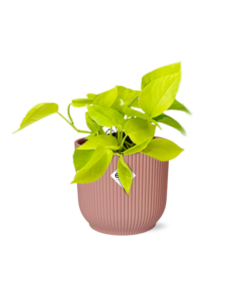 Gouden Pothos in roze Elho Vibes Fold pot – ±14 cm