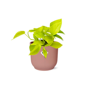 Gouden Pothos (Epipremnum aureum) – makkelijke kamerplant – ±14 cm
