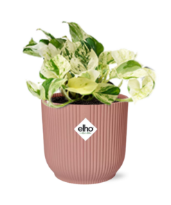 Epipremnum pinnatum 'Happy Leaf' – goudgroen klimplant in roze pot – ±14 cm