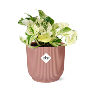 Epipremnum pinnatum 'Happy Leaf' – onderhoudsvriendelijke klimplant – ±14 cm