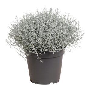 Zilverstruik (Leucophyta brownii) – droogtetolerante kamerplant – ±17 cm