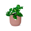 Epipremnum (Scindapsus) – Goudrank – robuuste hangplant – ±14 cm