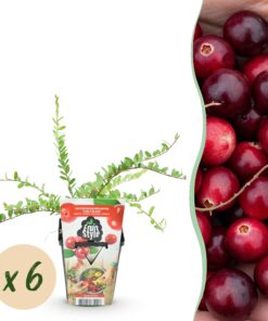 Green Boutiq - Fruitplanten - Blauwe Bes - Vaccinium Macrophylla Early Black - Winterhard - 6 Planten - Pot 9 Cm - Donker Rode  Bes